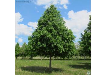 ���� ������������ "Greenspire"