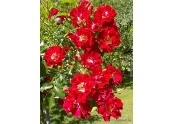 ���� ��������� "Rambling Rosie"