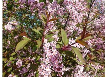 �������� ������������ "Colorata"