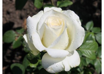 ���� �����-��������� "Anastasia"