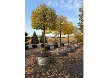 ���� ������������ "Greenspire" ����� "���"
