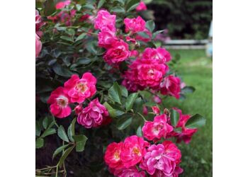 ���� �������������� "Fuchsia Meillandecor"