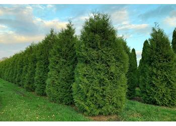 ��� �������� "Brabant"