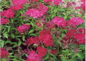 ������ �������� "Dart's Red"