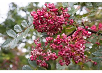 ������ "Pink veil"