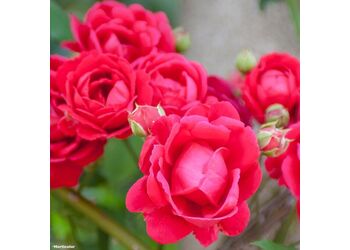 ���� ��������� "Scarlet"