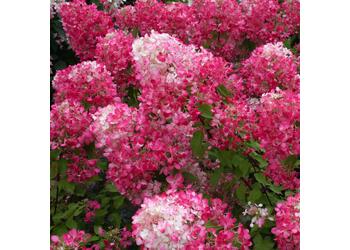 ��������� ����������� "Strawberry Blossom"