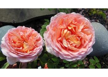���� ���������� "Abraham Darby"