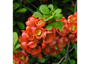 ���� �������� "Red Joy"