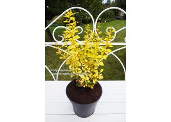 �������� �������� "Aurea"