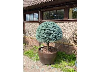 ��� ������� "Glauca Globosa" �� ������
