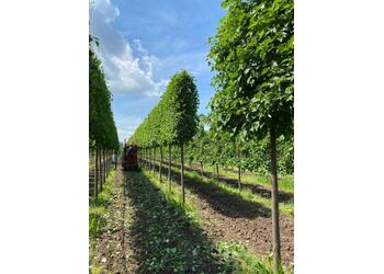 ���� ������������"Greenspire" (�������)