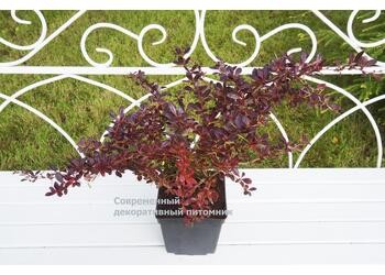 �������� ������� "Red Jewel"