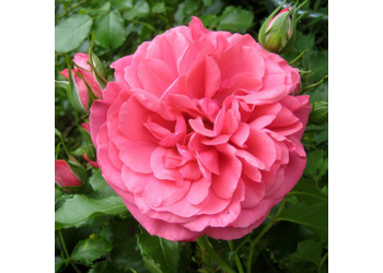 ���� ��������� "Rosarium Uetersen"