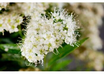 ������ �������� "Albiflora"