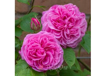 ���� ���������� "Gertruda Jekyll"