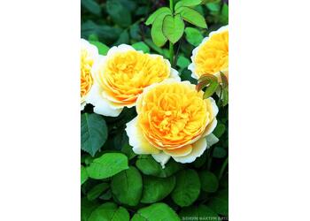���� ���������� "Charlotte"