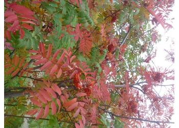 ������ ������������ "Asplenifolia"