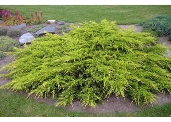 ������������ ������� "Pfitzeriana Aurea"