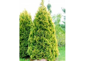 ��� �������� "Aureaospicata"