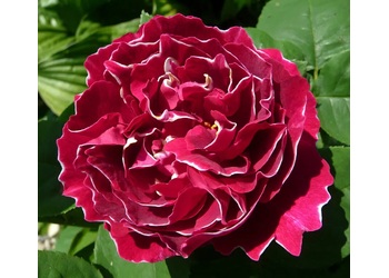 ���� �����-��������� "Baron Girod de L�Ain"