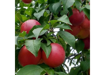 ������� (������ ����� � ��������)"Biricoccolo gigante di Budrio"