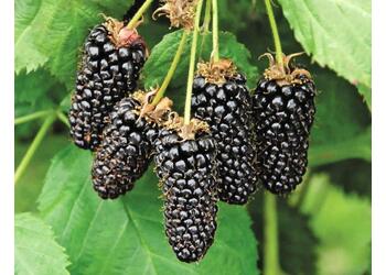 ������� "Black Butte"