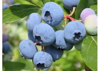�������� ������������ "Bluecrop"