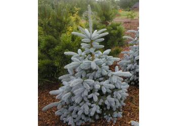 ��� ������� "Blue Mountain"