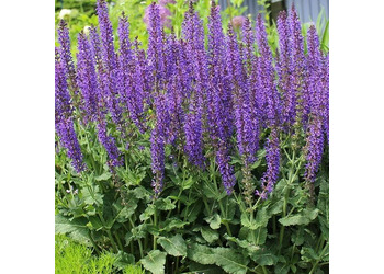 ������� ��������� (������)"Blue Queen"