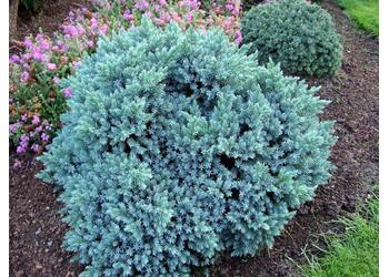 ������������ ���������� "Blue Star"