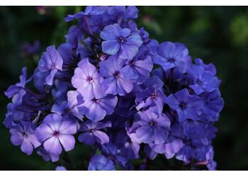 ����� ����������� "Blue Paradise"