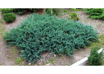 ������������ �������������� "Blue Chip"