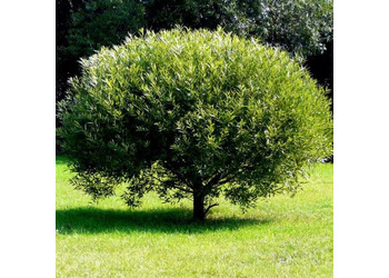 ��� ������ "Bullata" (����������)