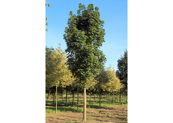 ���� ������������ "Columnare"