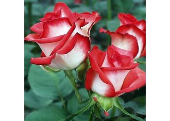 ���� �����-��������� "Latin Lady"