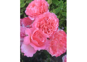 ���� ���� "Coral gelee"