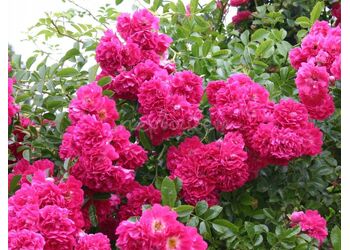 ���� ��������� "Excelsa"