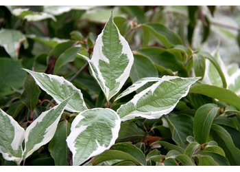����� ����� "Elegantissima"