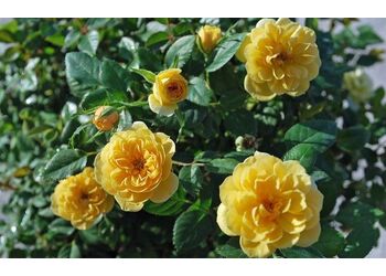 ���� ����� "Yellow Star"