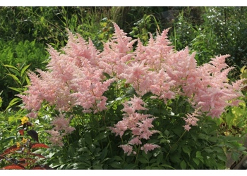 �������� ������� "Erica"