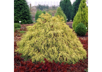 ����������� ������������� "Filifera Aurea"