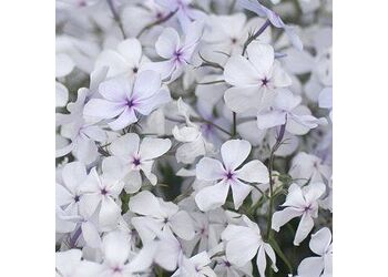 ����� ������������� "May Breeze"