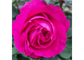 ���� ���������� "Freifrau Caroline"