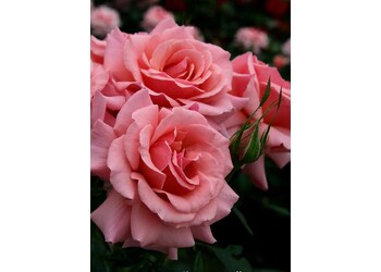 ���� ���������� "Poesie"