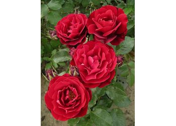 ���� ���������� "Red Abundance"