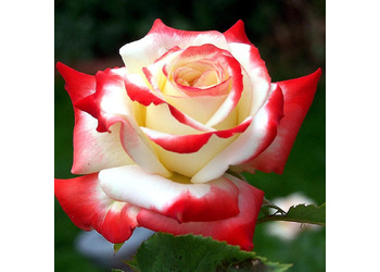 ���� �����-��������� " Imperatrice Farah"