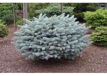 ��� ������� "Glauca Globosa"