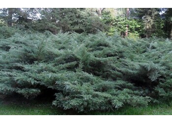 ������������ ������� "Pfitzeriana Glauca"