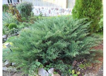 ������������ �������� "Glauca"